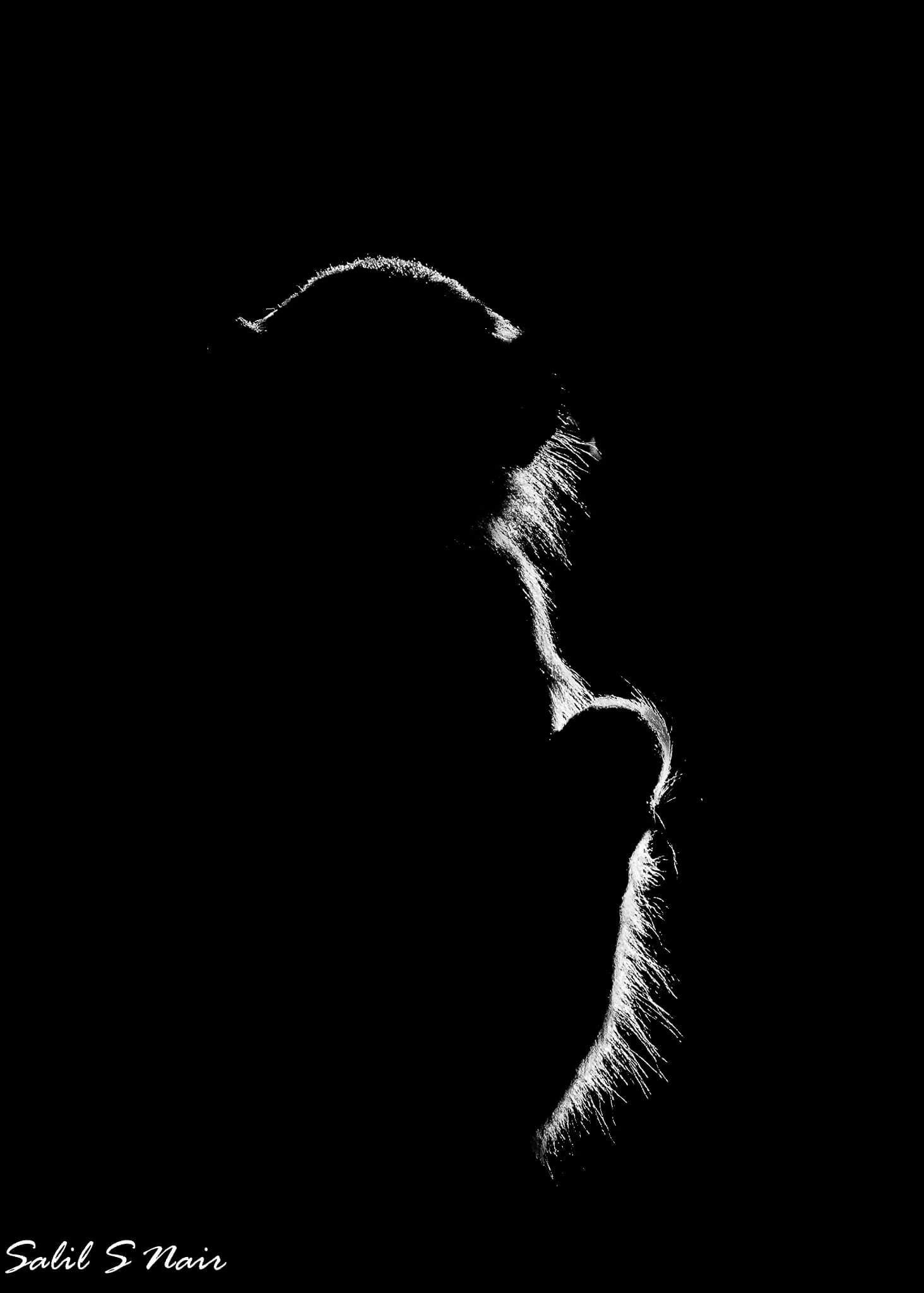 Abstract animal silhouette in white light — abstract wildlife photography by Salil Nair Abstract animal silhouette in white light — abstract wildlife photography by Salil Nair