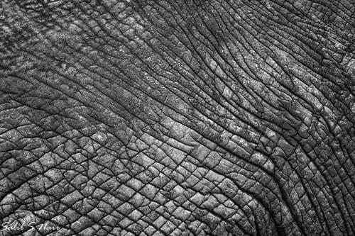 Elephant skin texture in black and white — abstract wildlife detail — thumbnail