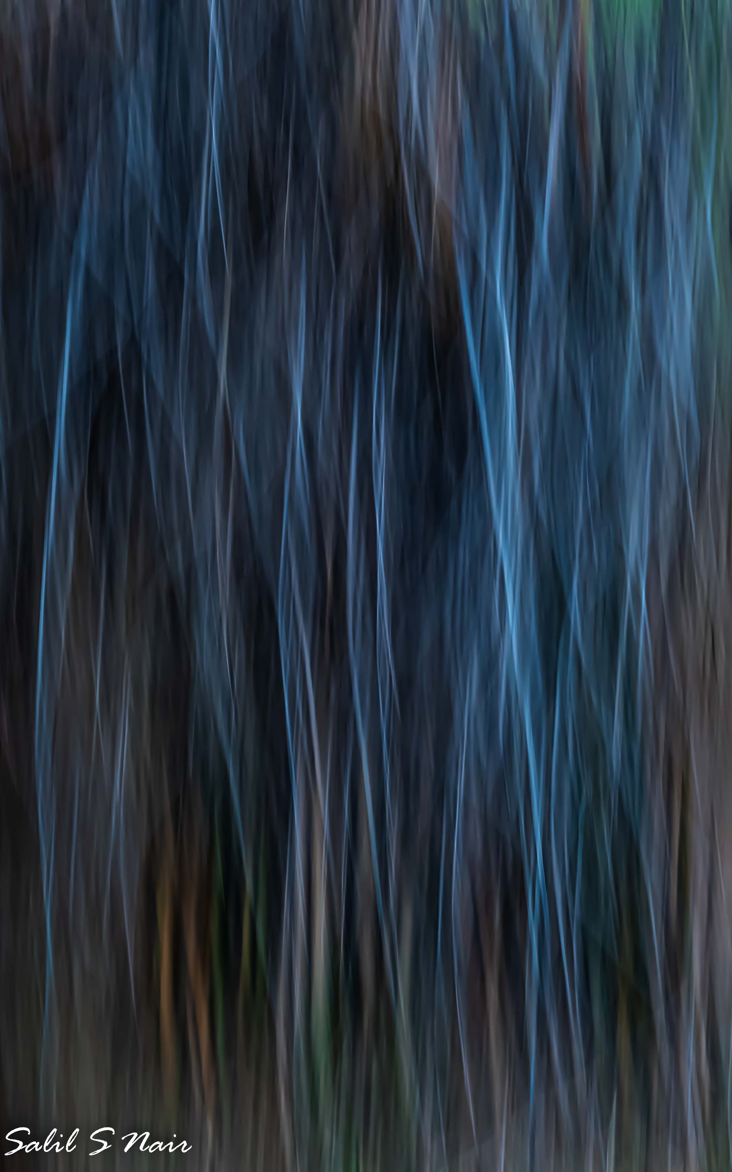 Blue forest intentional camera movement blur — abstract nature photography by Salil Nair Blue forest intentional camera movement blur — abstract nature photography by Salil Nair