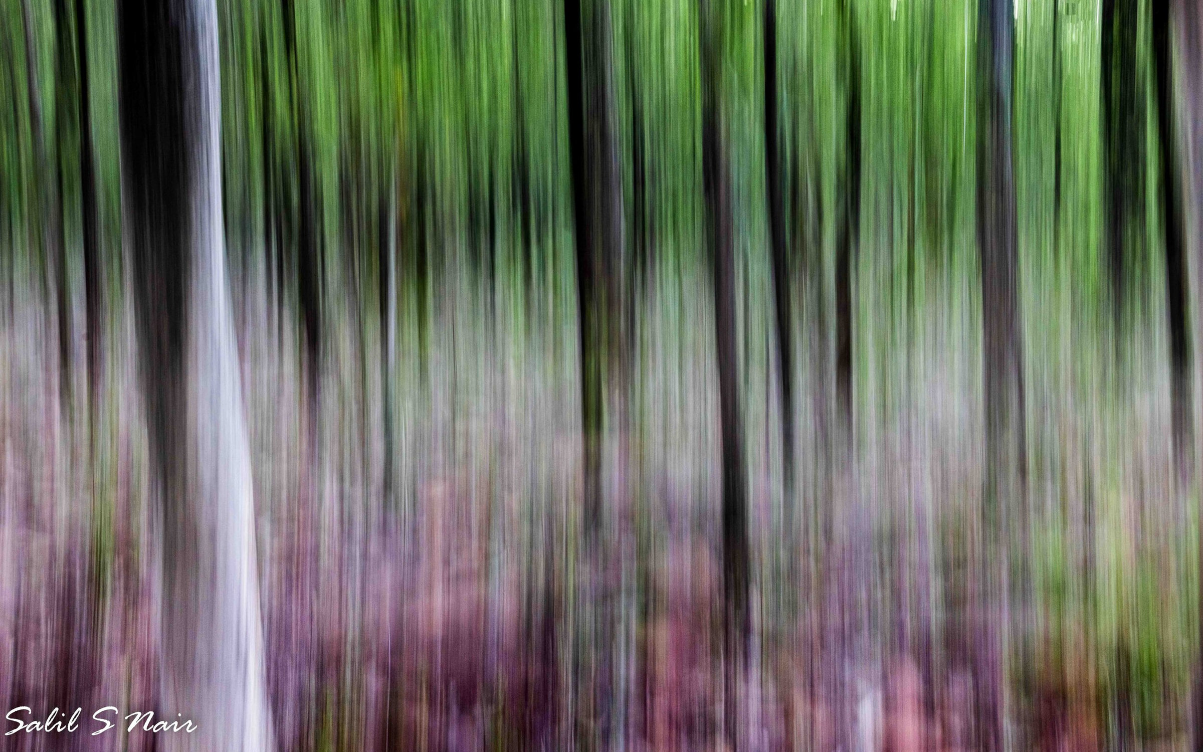 Green forest intentional camera movement blur — abstract nature photography by Salil Nair Green forest intentional camera movement blur — abstract nature photography by Salil Nair