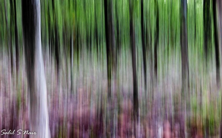 Spring forest motion blur — abstract nature photography — thumbnail