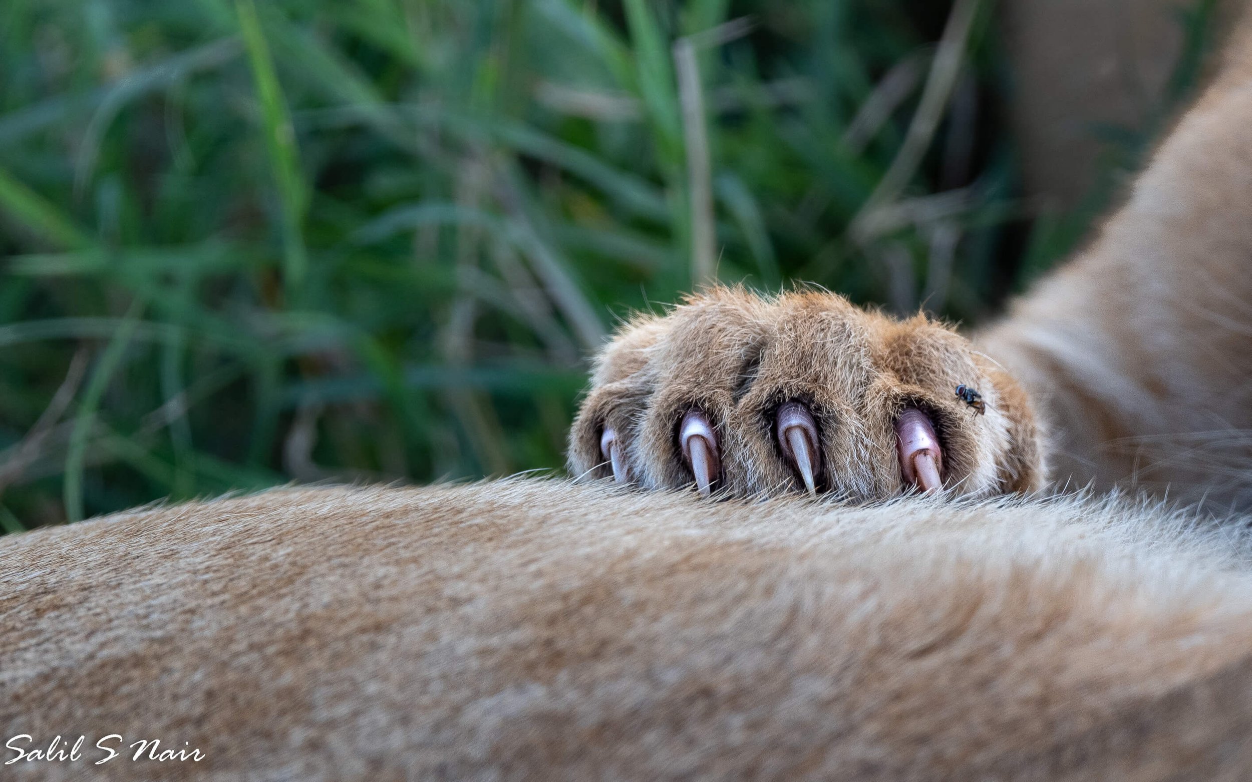 Lion paw and claws close-up — abstract wildlife detail photography — thumbnail