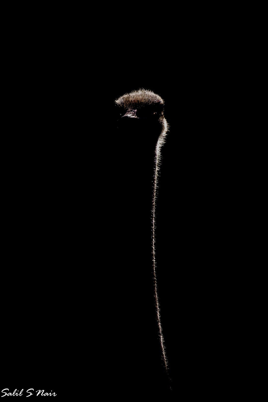 Backlit ostrich neck silhouette — abstract wildlife photography by Salil Nair Backlit ostrich neck silhouette — abstract wildlife photography by Salil Nair