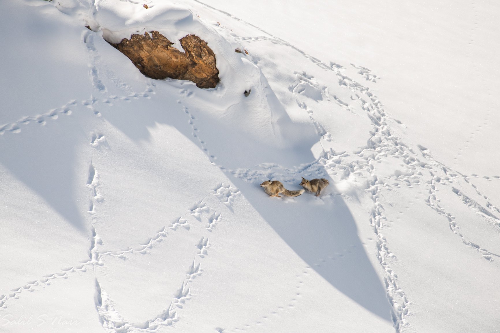 Angels In The Wind — award-winning bird photography golden light