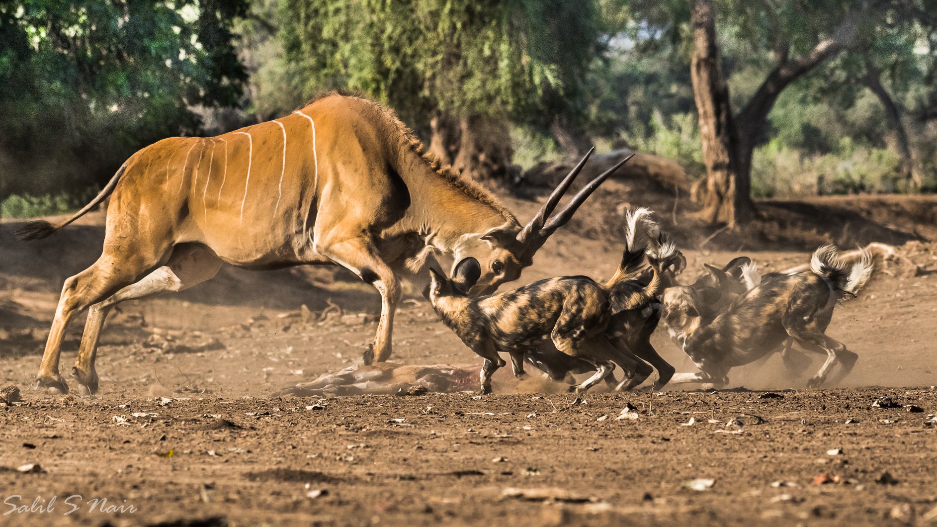Eyeball to Eyeball — predator and prey wildlife photography India