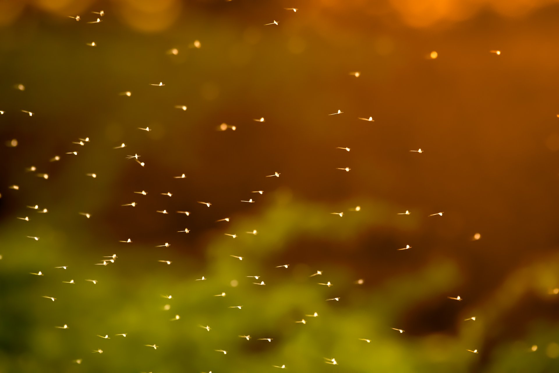 Multiverse — abstract nature photography green plants