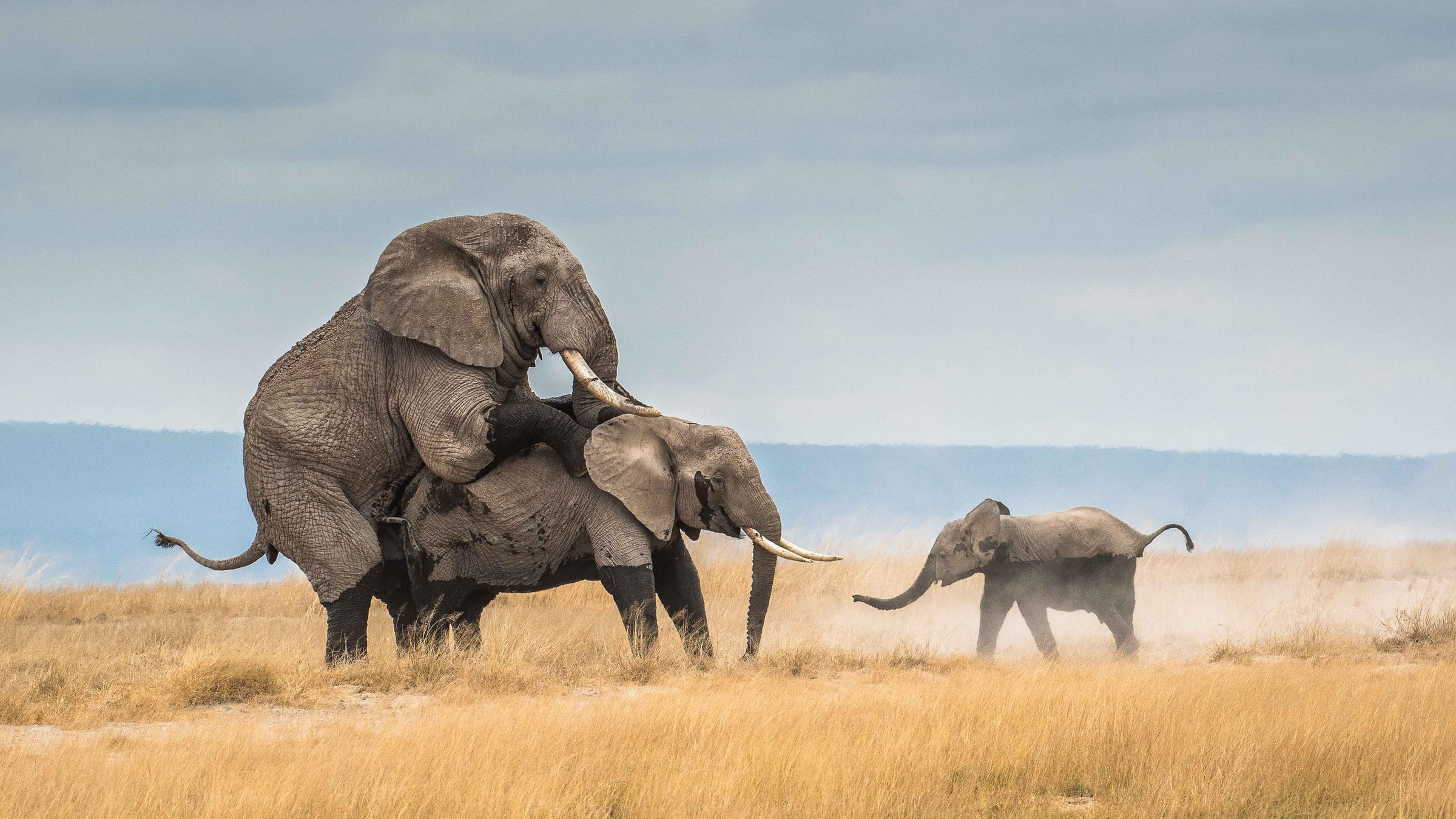 Sibling Awaited — award-winning elephant photography Masai Mara