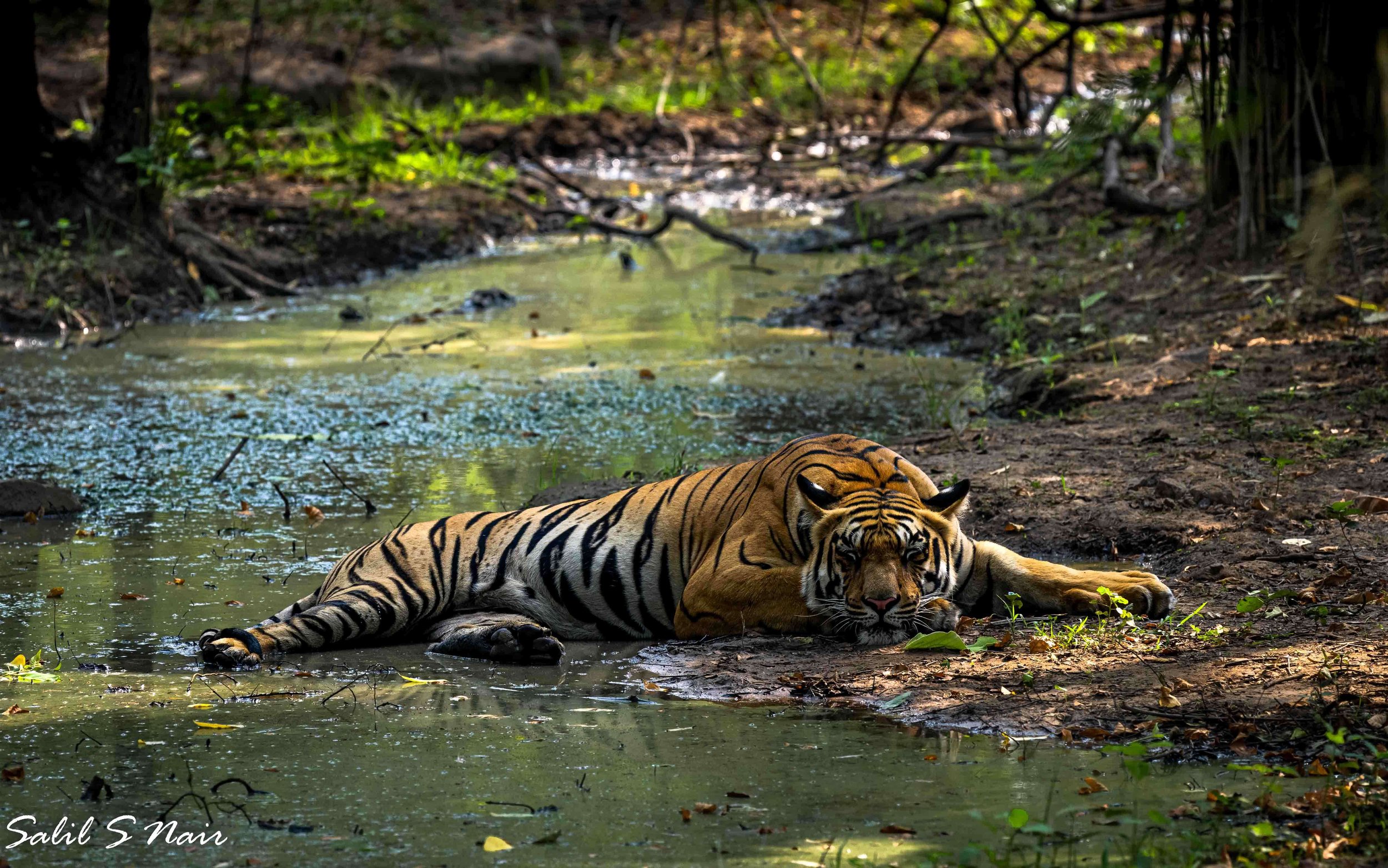 Award-winning tiger resting in water — Tadoba wildlife photography by Salil Nair Award-winning tiger resting in water — Tadoba wildlife photography by Salil Nair