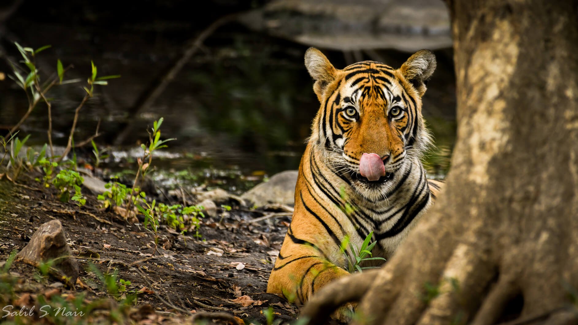 Leopard drinking water — wildlife by Salil Nair — thumbnail