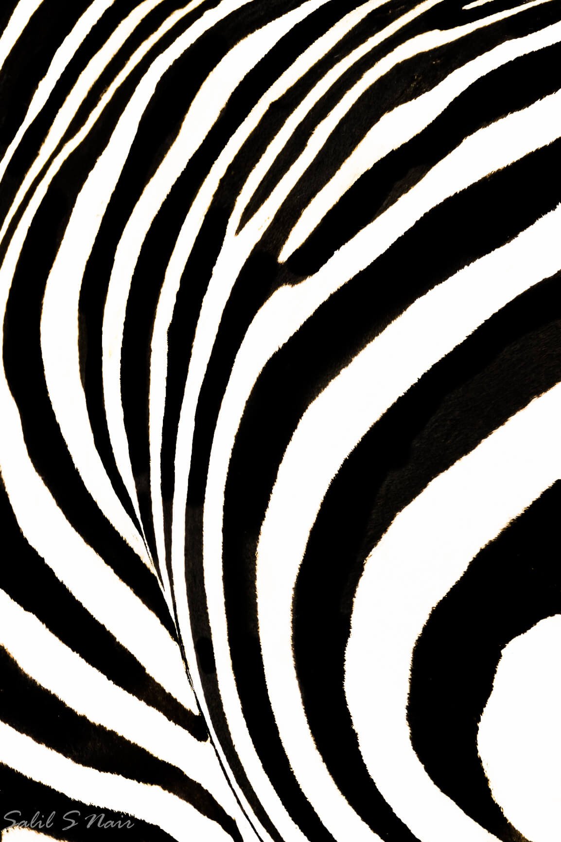 Elephant skin texture — abstract wildlife by Salil Nair — thumbnail
