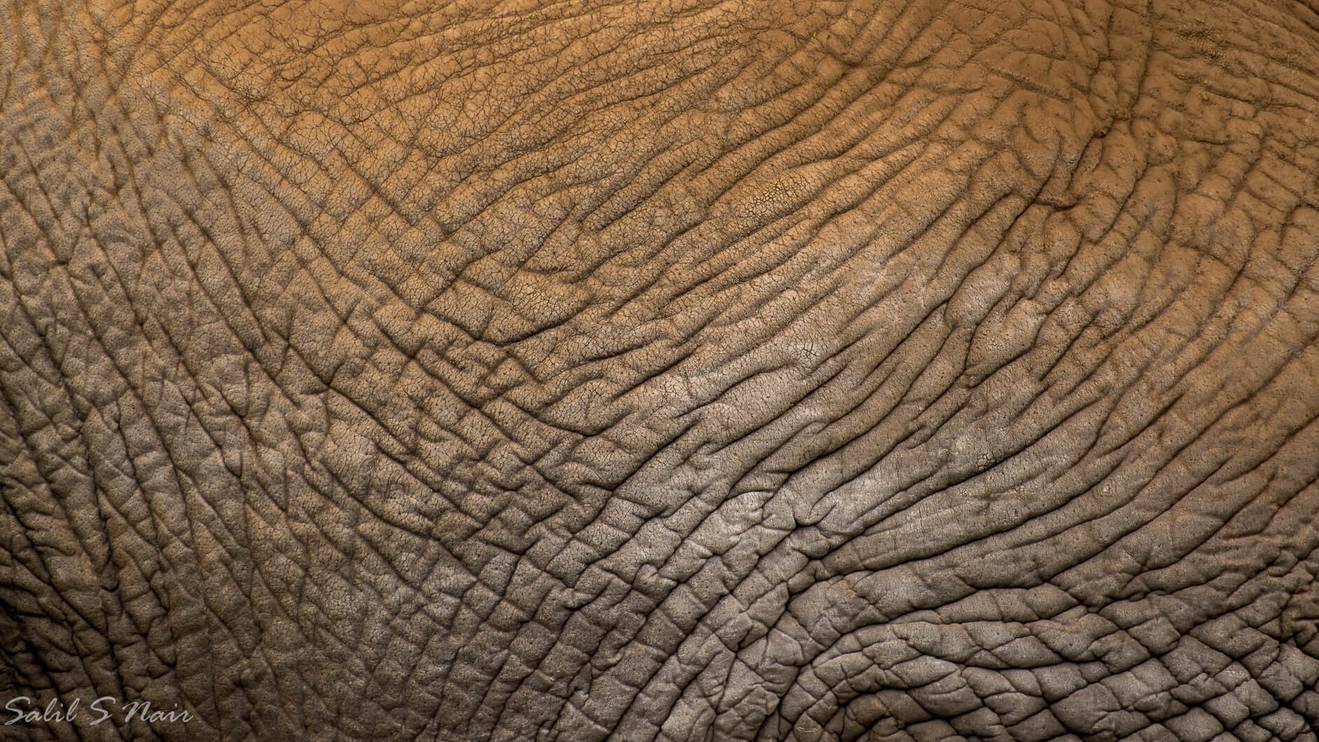 Zebra in dust — wildlife safari by Salil Nair — thumbnail