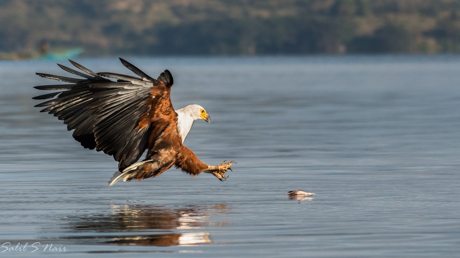 African fish eagle swooping to catch fish — Salil Nair wildlife photography African fish eagle swooping to catch fish — Salil Nair wildlife photography