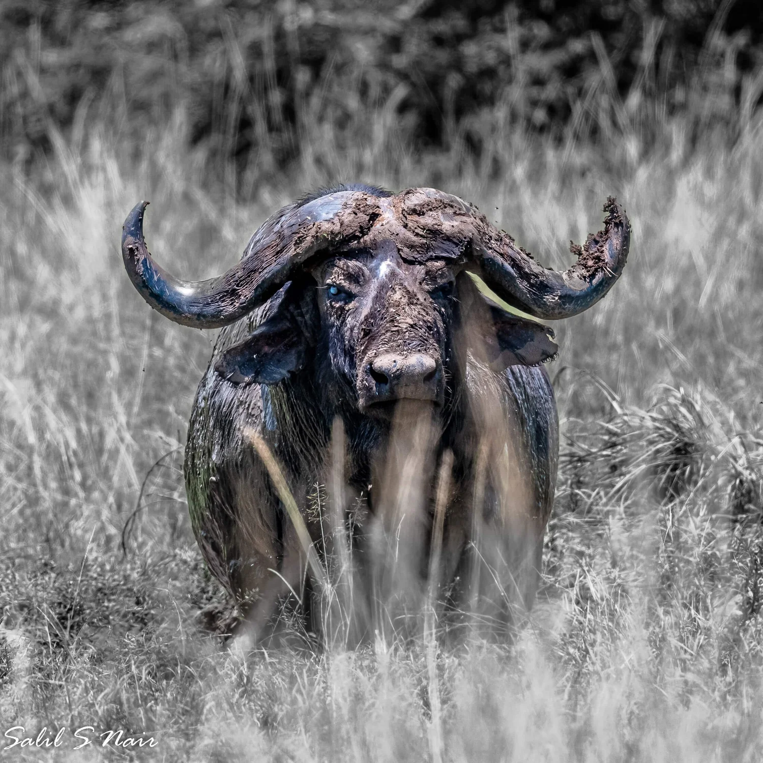Cape buffalo standing in tall grass, black and white — Salil Nair wildlife photography Cape buffalo standing in tall grass, black and white — Salil Nair wildlife photography