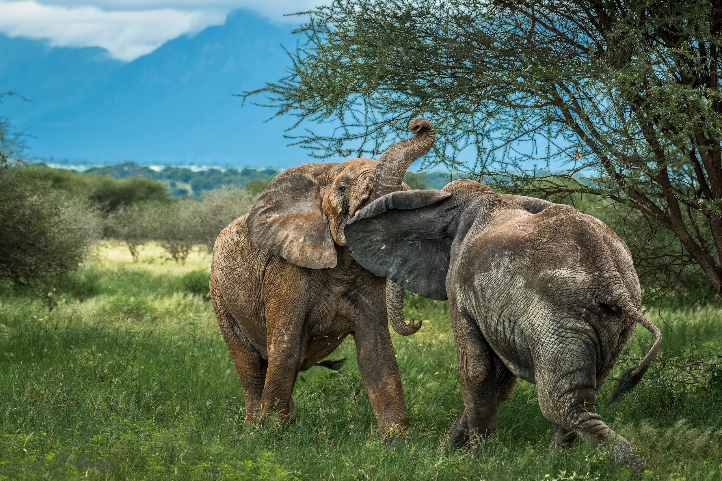 Two elephants playing in green savanna with mountain backdrop — Amboseli safari Two elephants playing in green savanna with mountain backdrop — Amboseli safari