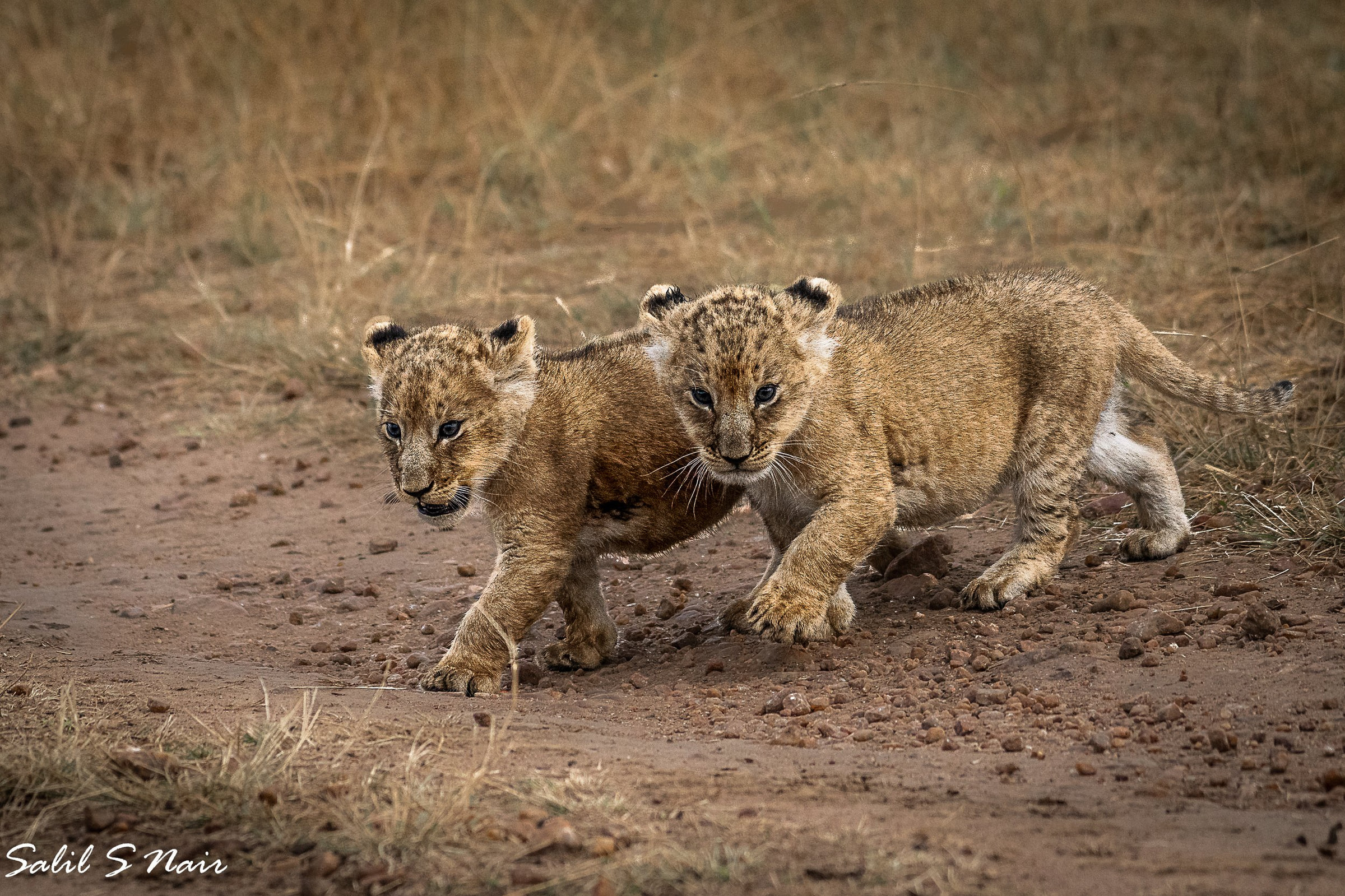 Two lion cubs walking together in Masai Mara — Lens and Latitudes safari Two lion cubs walking together in Masai Mara — Lens and Latitudes safari