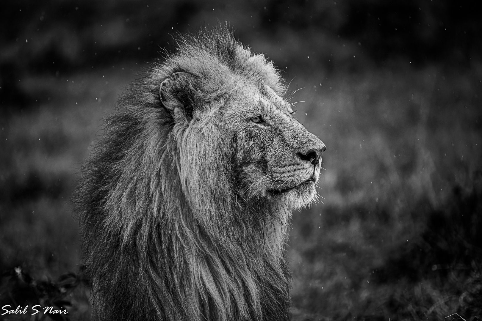 Black and white portrait of a male lion in the rain — Salil Nair wildlife photography Black and white portrait of a male lion in the rain — Salil Nair wildlife photography