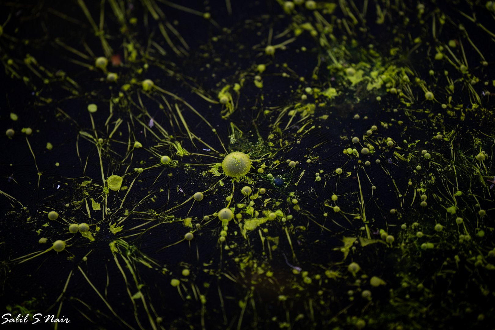 Abstract wildlife photography — Lens N Latitudes