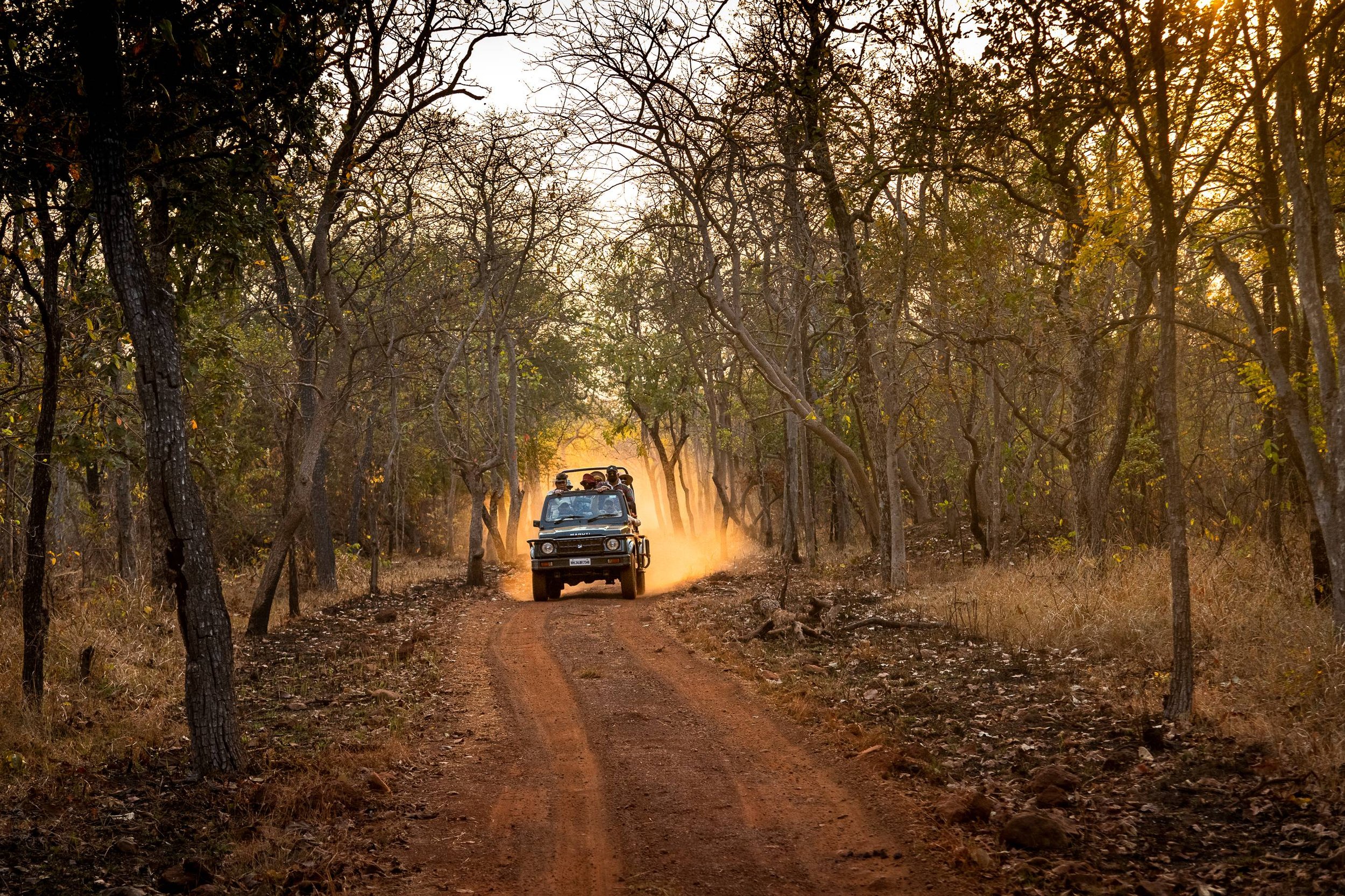 Wildlife safari FAQ — jeep photography tour India, Lens N Latitudes Wildlife safari FAQ — jeep photography tour India, Lens N Latitudes