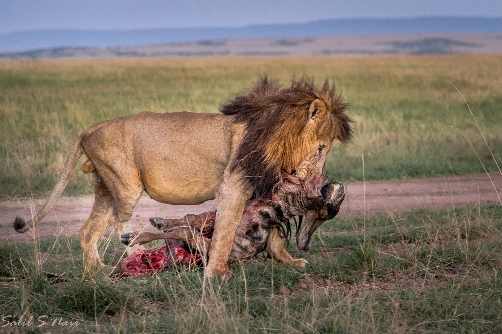 Lion with a kill in the golden grass of the Masai Mara, Kenya — Salil Nair wildlife photography