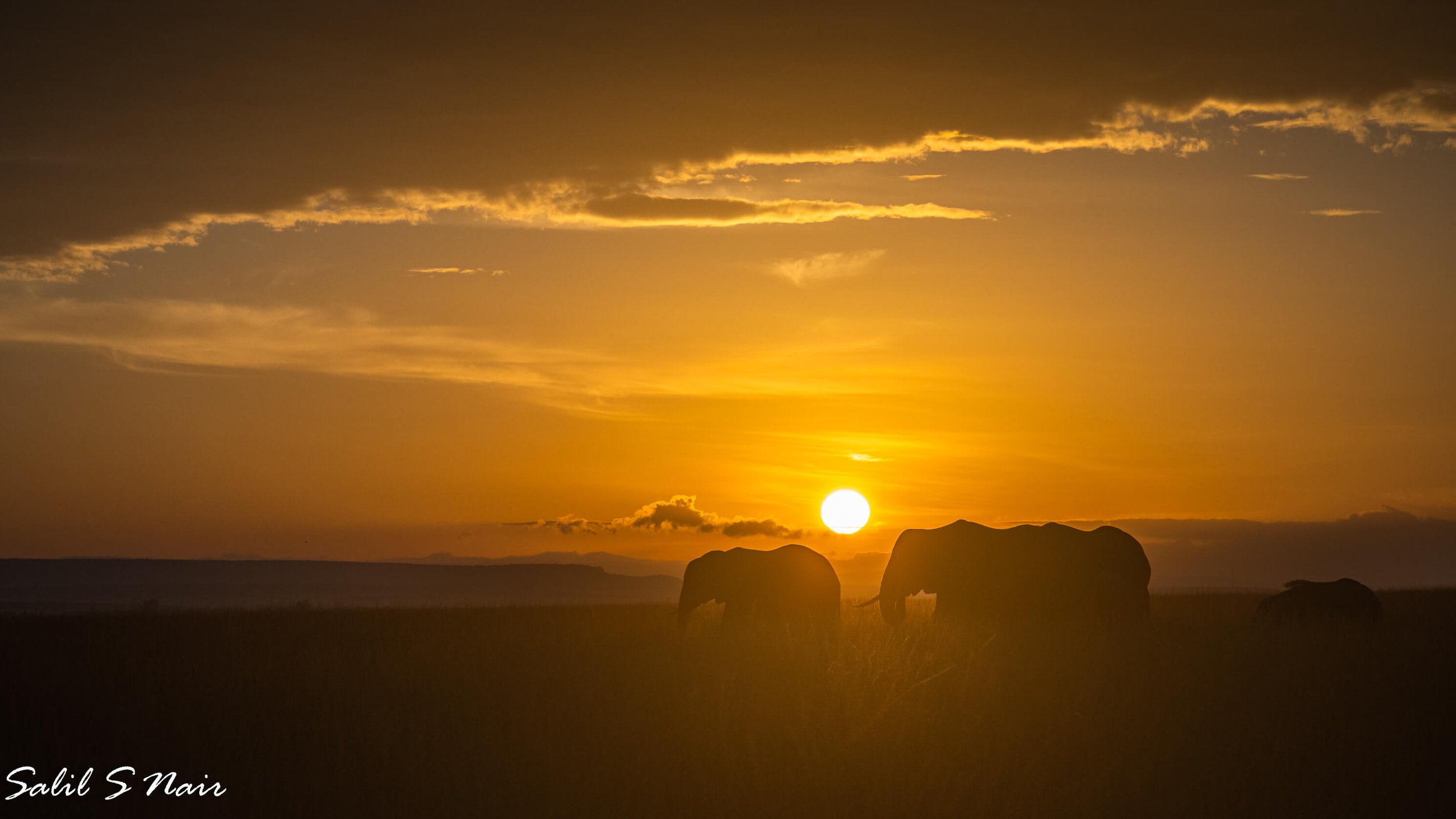 Elephants at sunset in the Masai Mara, Kenya Elephants at sunset in the Masai Mara, Kenya