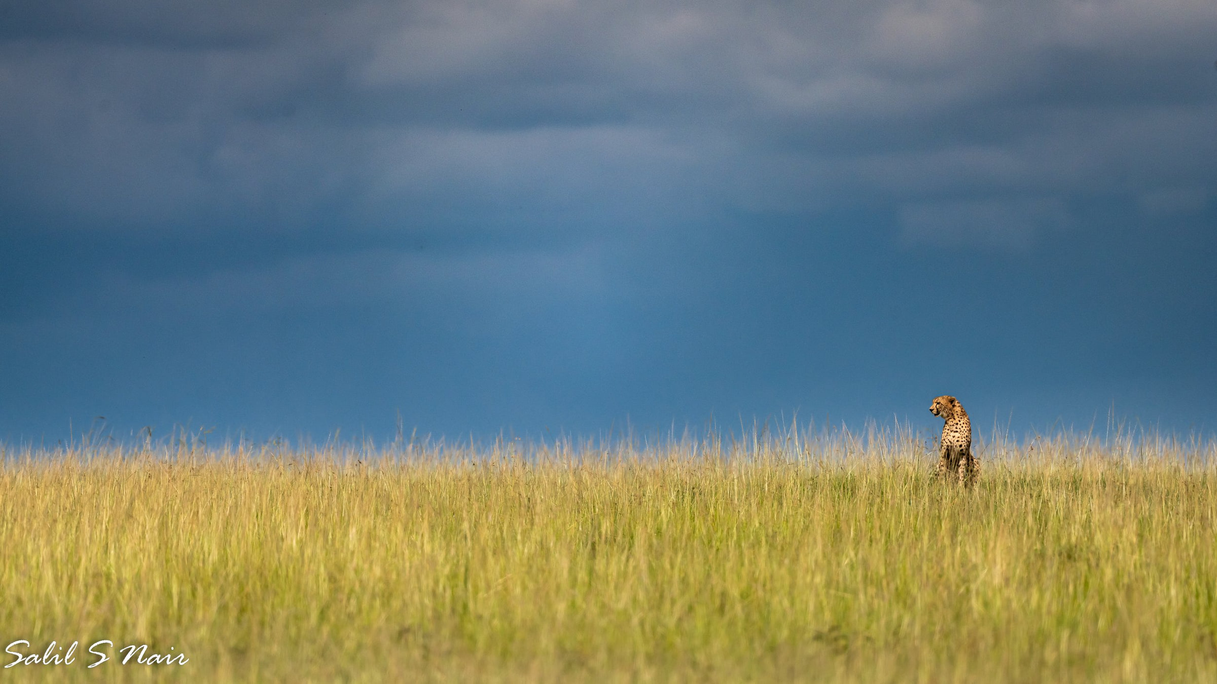 Cheetah in grassland — Out of the Office by Salil Nair Cheetah in grassland — Out of the Office by Salil Nair