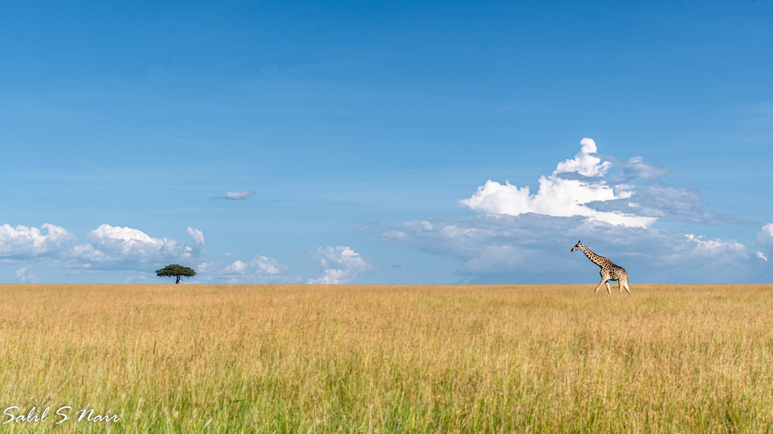 Own It — wildlife photography fine art prints by Salil Nair Own It — wildlife photography fine art prints by Salil Nair