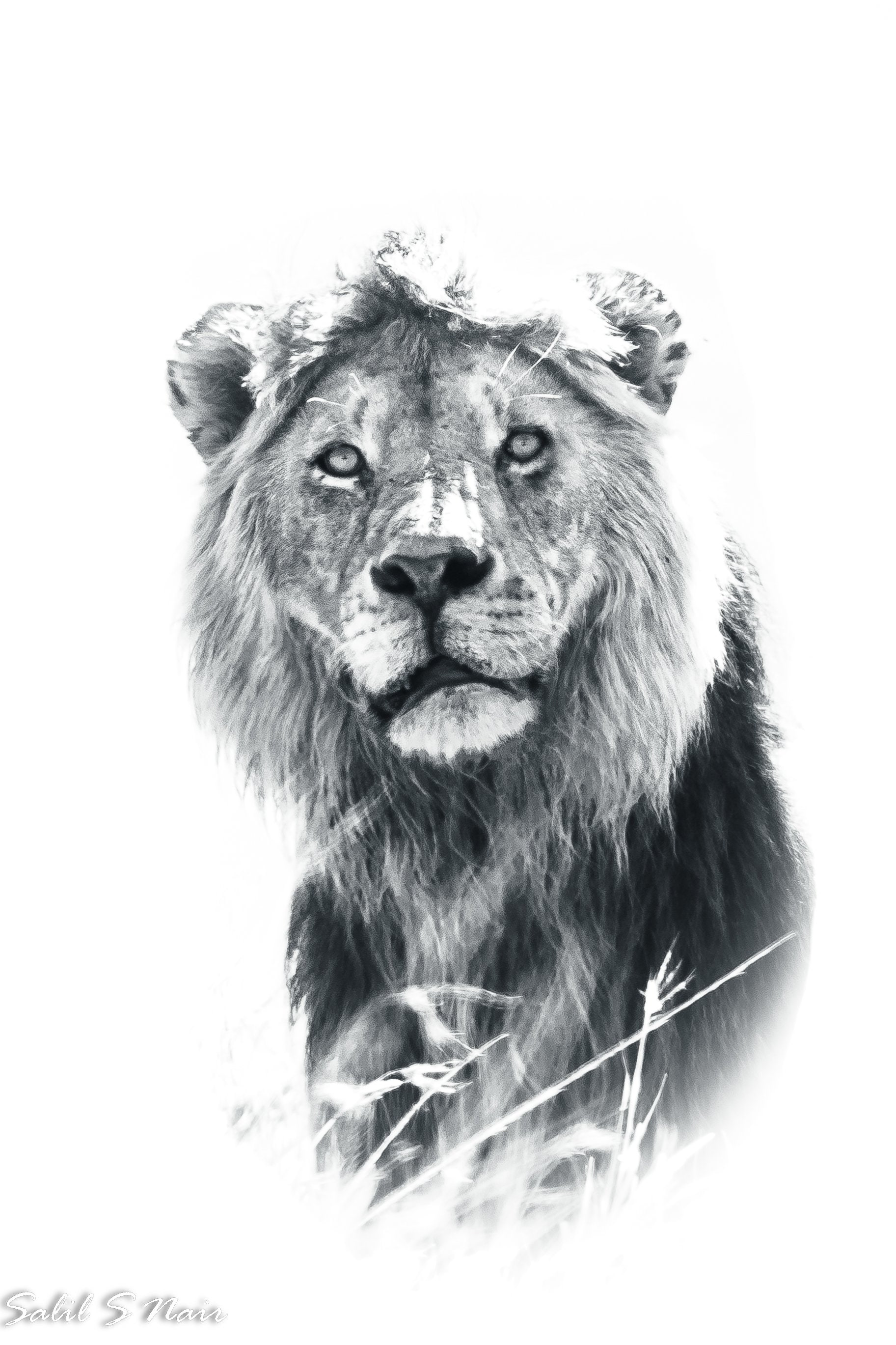 Fine art black and white lion portrait print — Salil Nair Fine art black and white lion portrait print — Salil Nair