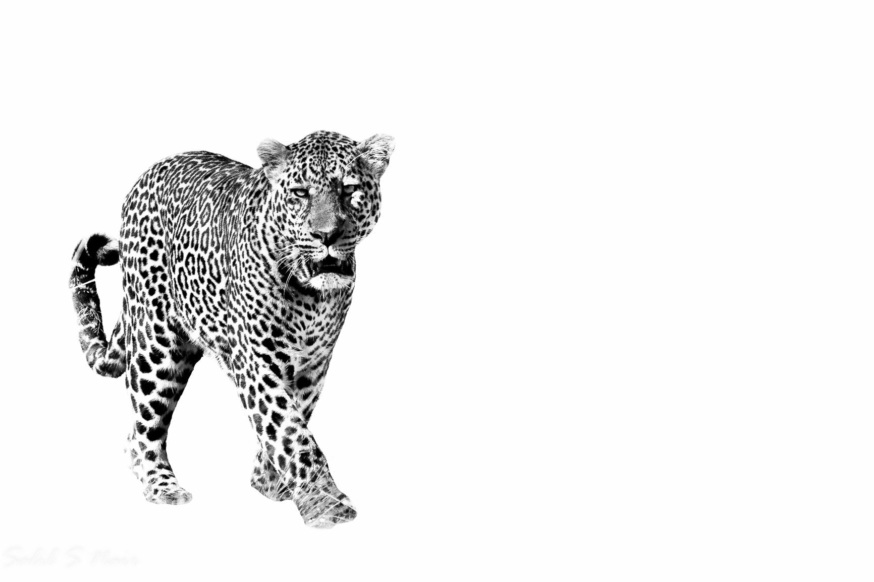 High-key black and white jaguar walking, Pantanal, Brazil — Salil Nair wildlife photography