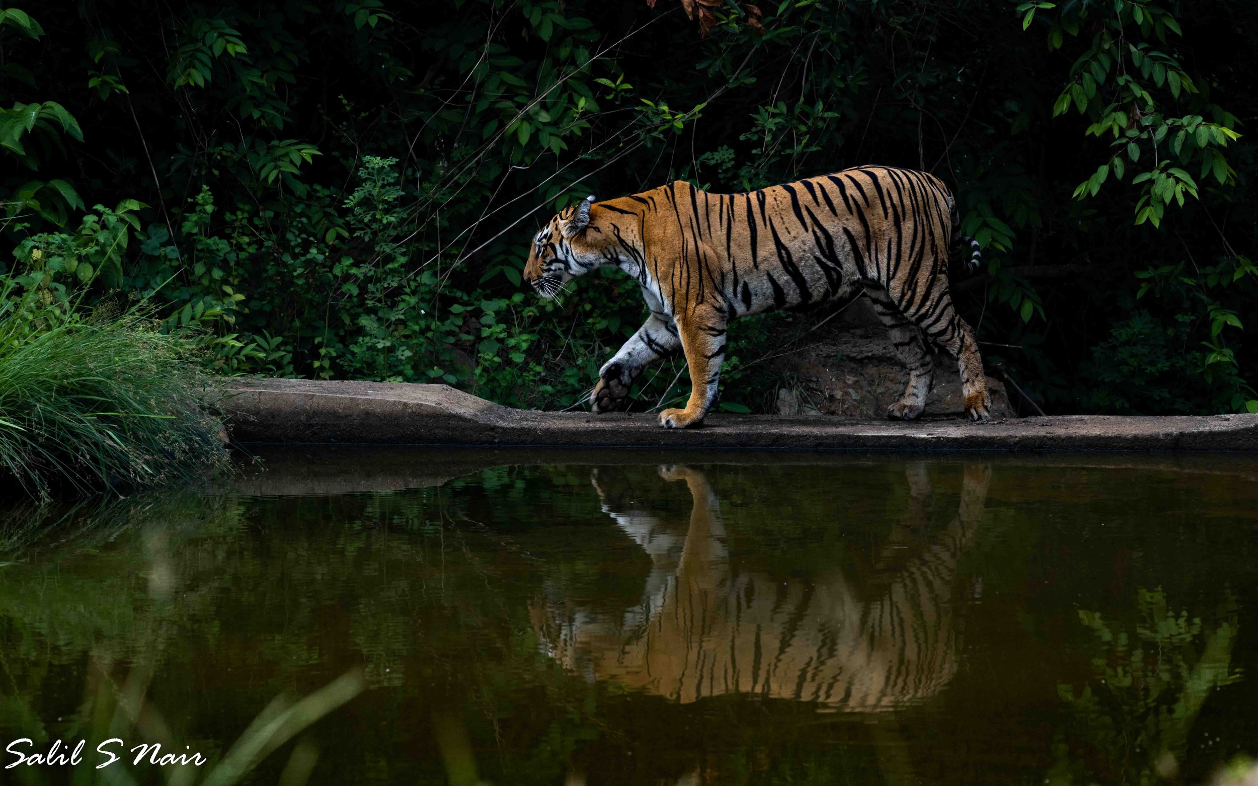 Tiger walking beside water with reflection, lush jungle — Salil Nair wildlife photography Tiger walking beside water with reflection, lush jungle — Salil Nair wildlife photography