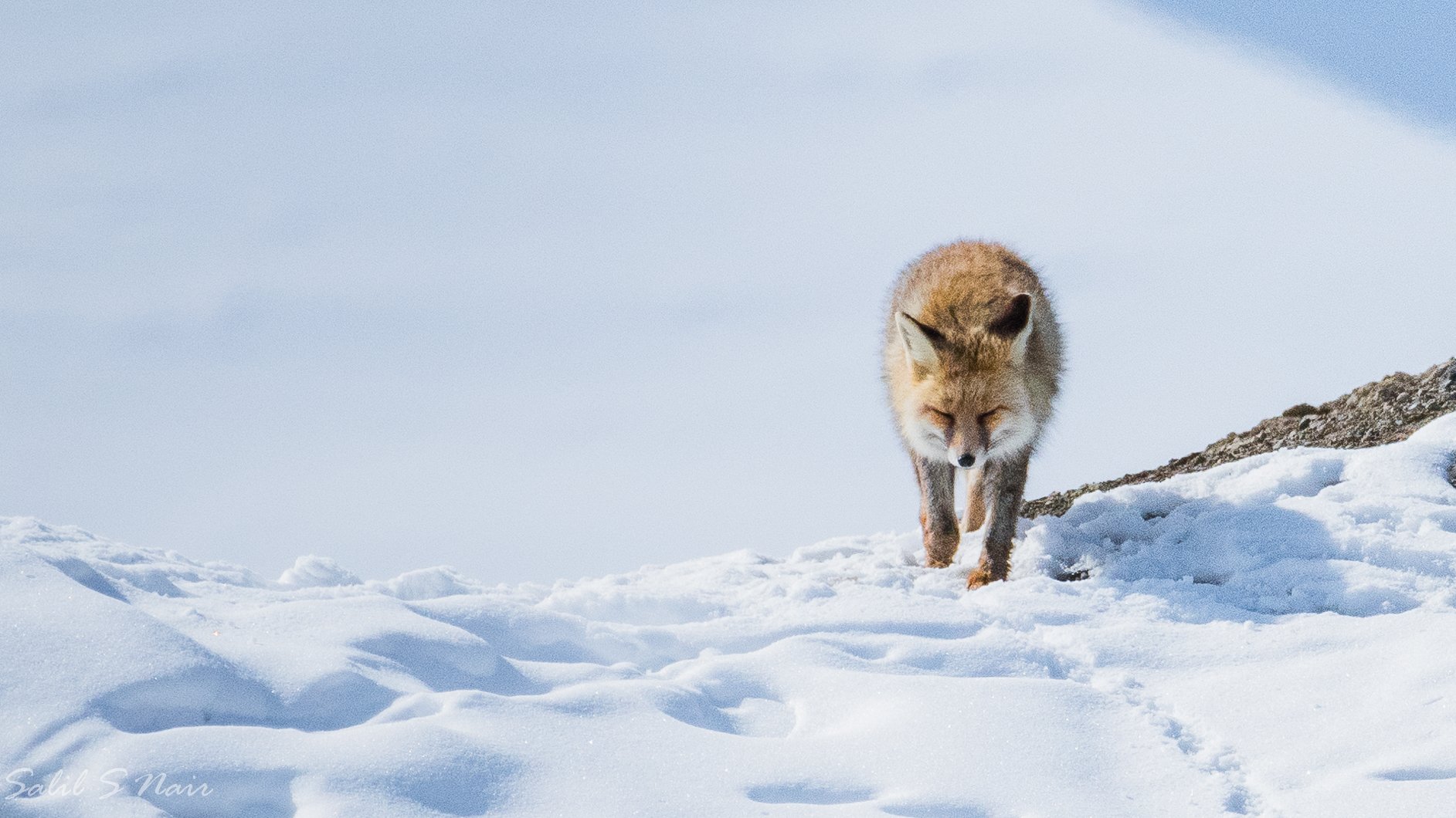 Fox walking through snow in the Scottish Highlands, UK — Salil Nair wildlife photography