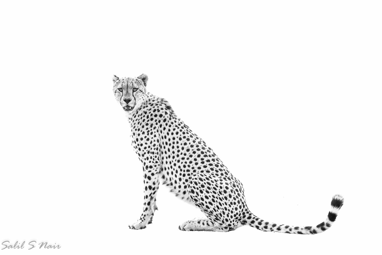 Cheetah high-key black and white portrait — signature wildlife shoot by Salil Nair Cheetah high-key black and white portrait — signature wildlife shoot by Salil Nair