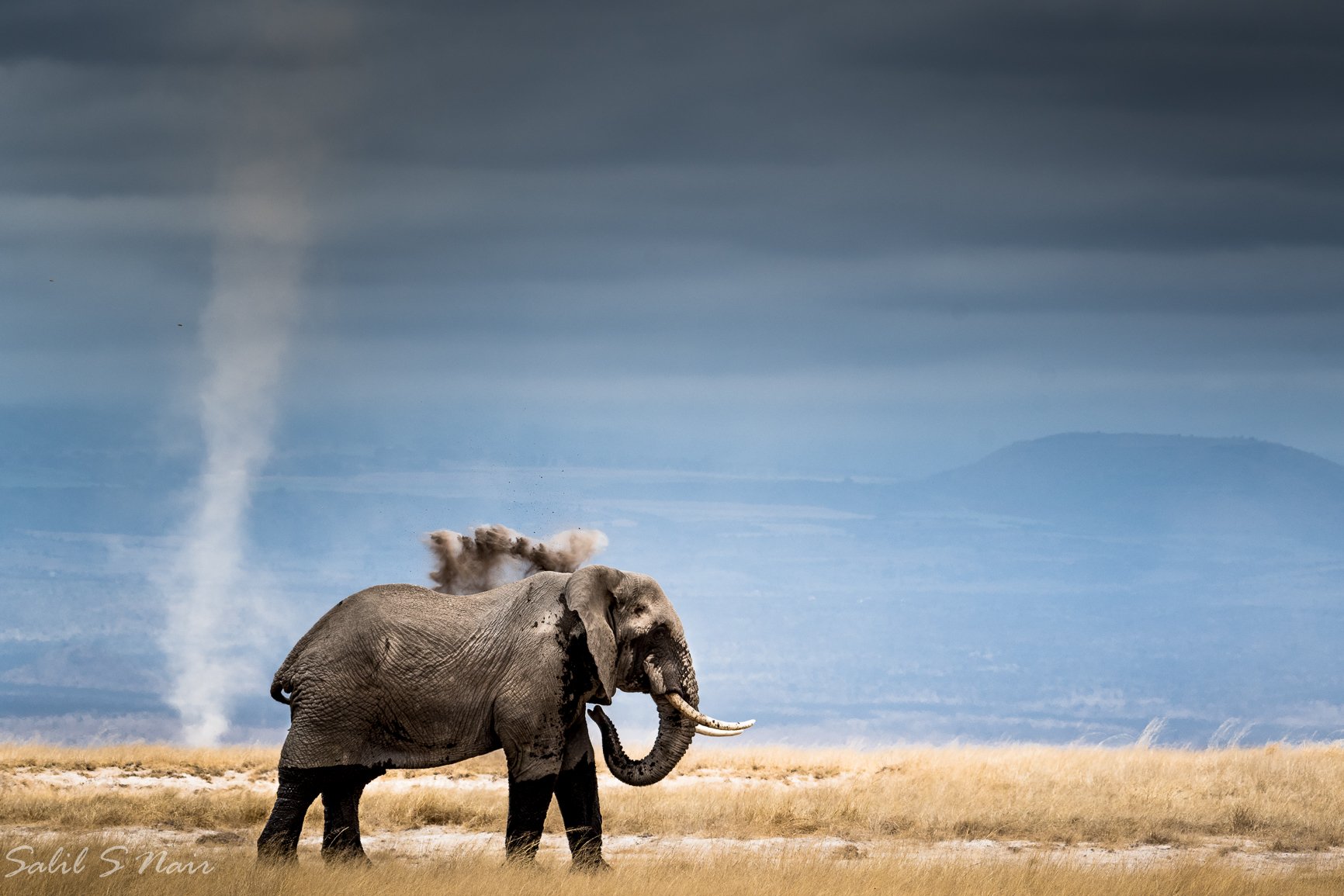 Elephant walking the savanna beneath a distant dust column in South Luangwa, Zambia — Salil Nair