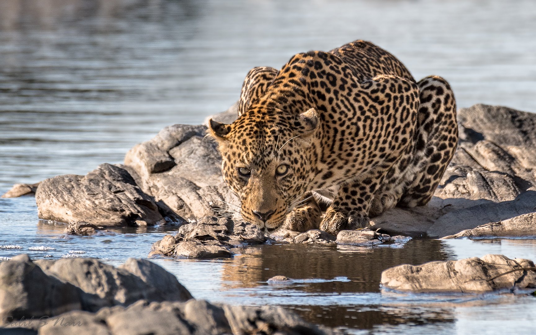 Leopard drinking water on rocks — signature wildlife photography — thumbnail