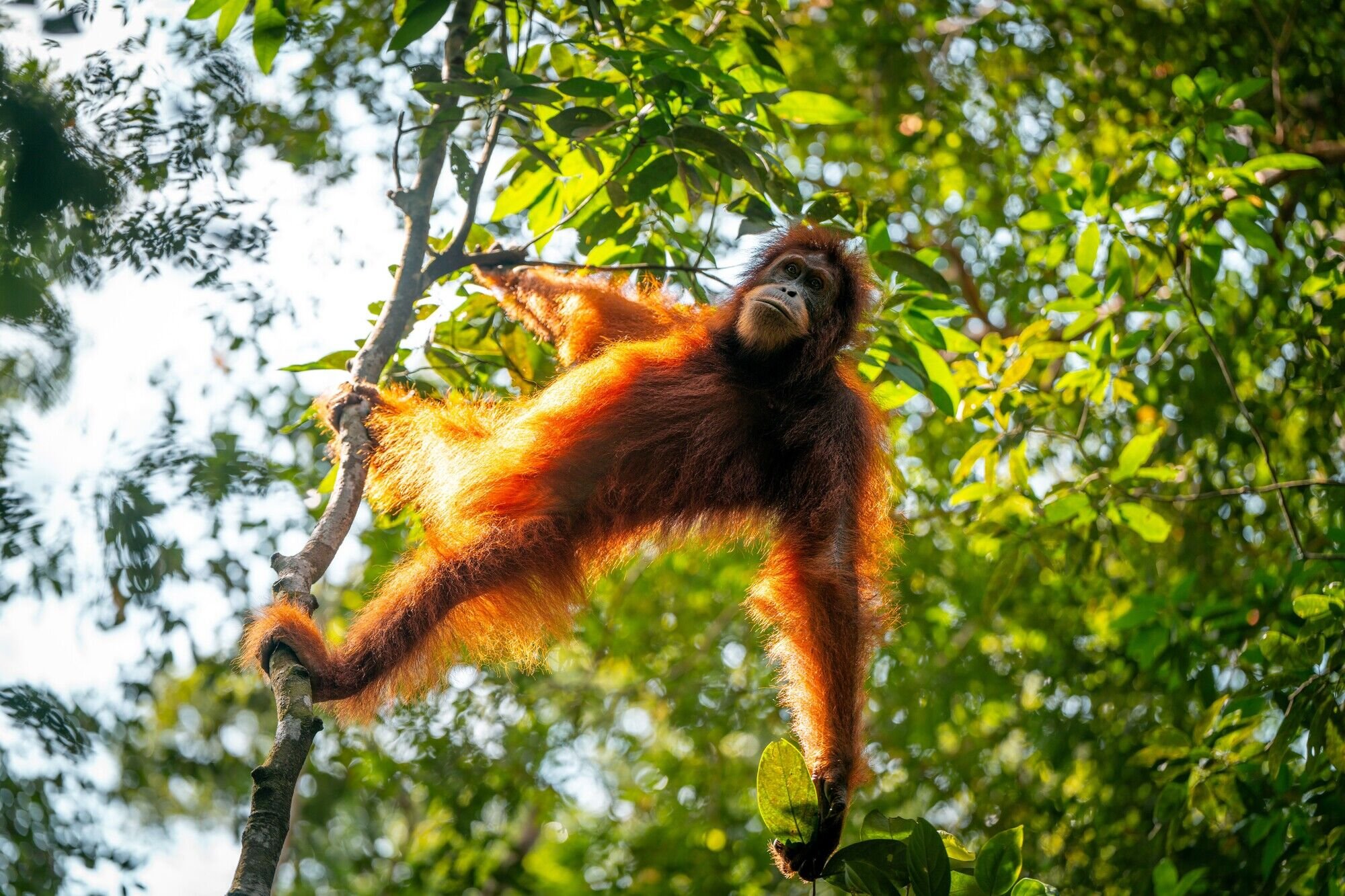 Orangutan swinging through the green rainforest canopy, Sumatra, Indonesia — Salil Nair
