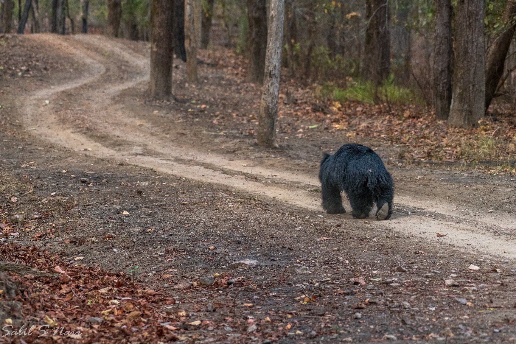 Sloth bear walking along a forest road at Tadoba-Andhari Tiger Reserve, Maharashtra — Salil Nair