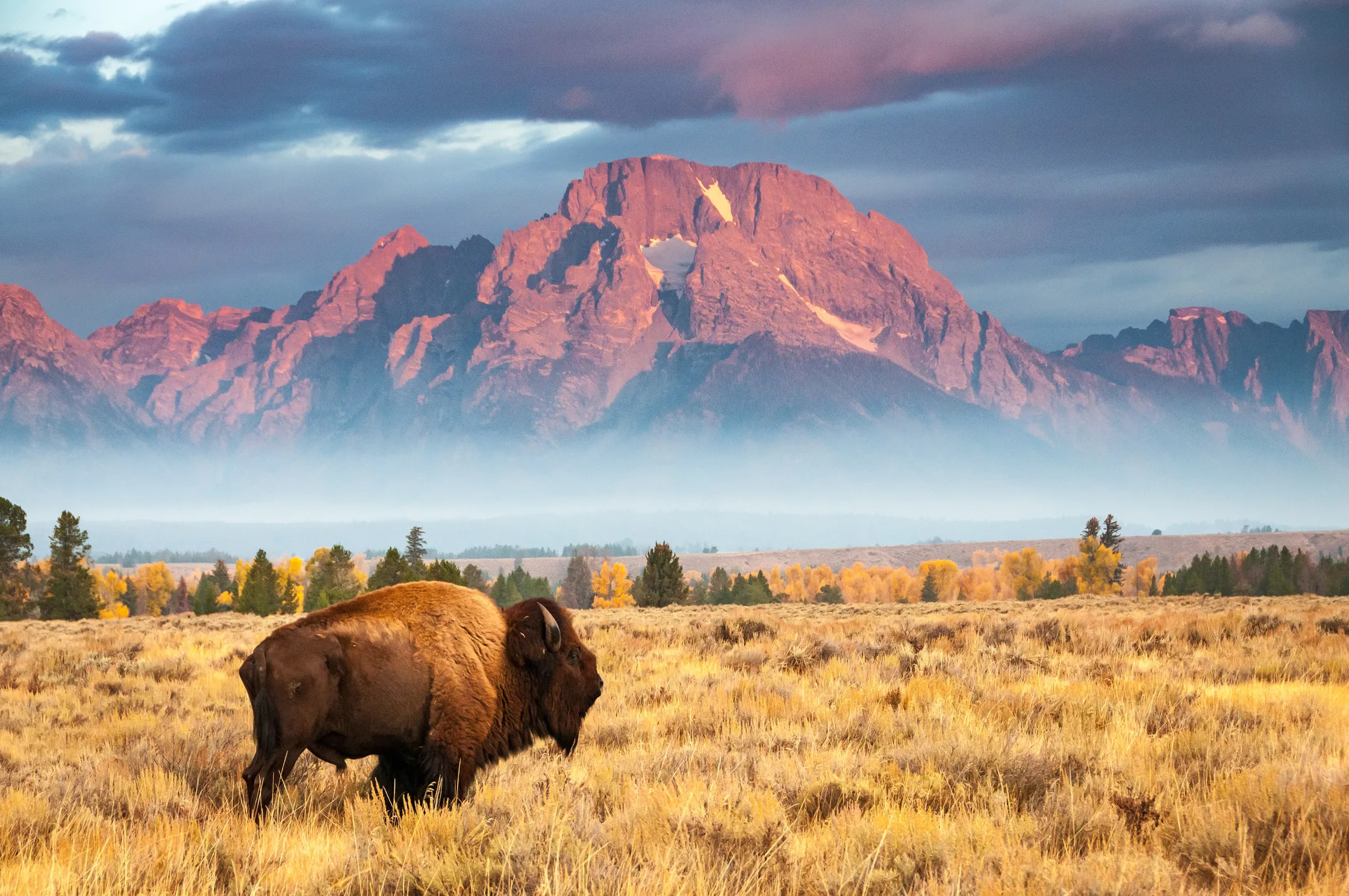 Lone bison grazing beneath the Teton range, Yellowstone National Park, USA — Salil Nair
